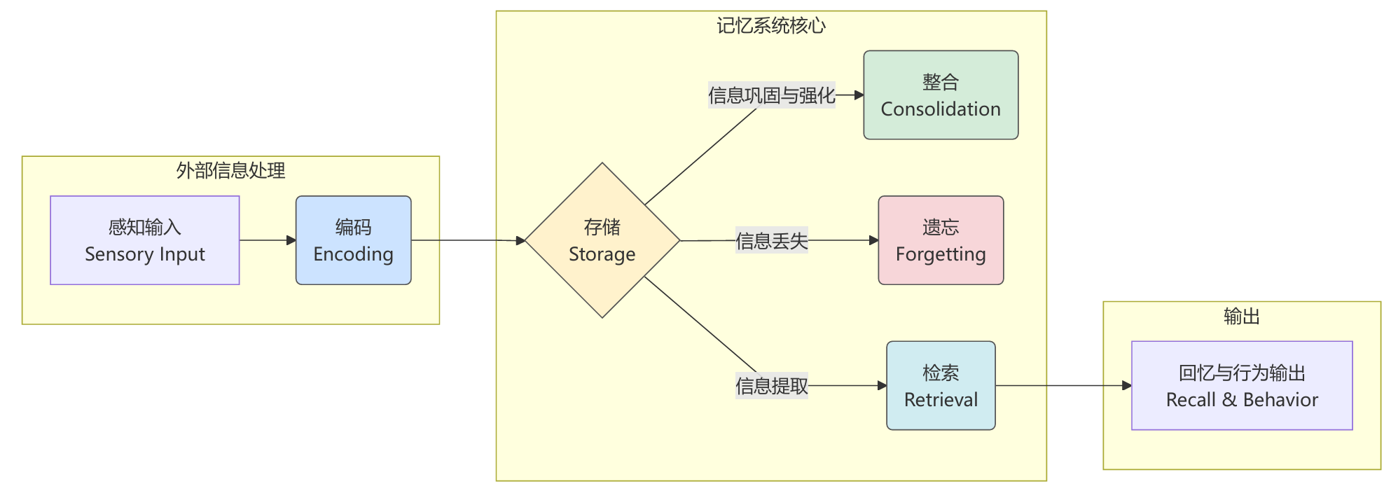 记忆形成过程